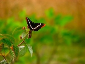 Not quite a monarch... but kinda reminds me of SuperCamp